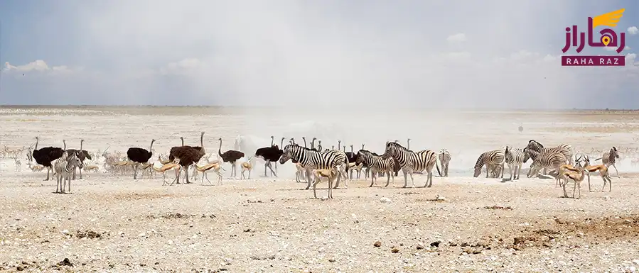 پارک ملی Etosha در نامیبیا