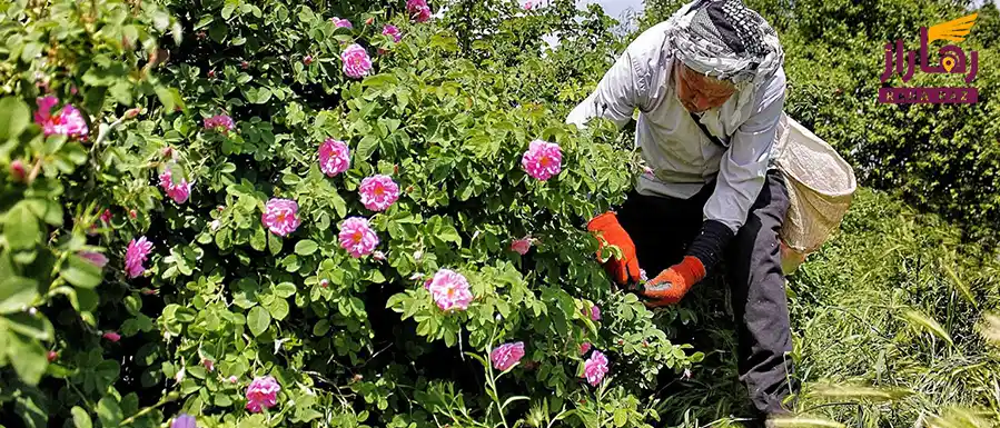 مراحل گلاب گیری سنتی کاشان